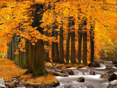 Beauty Of Nature - stream, cool, beauty of nature, trees, autumn