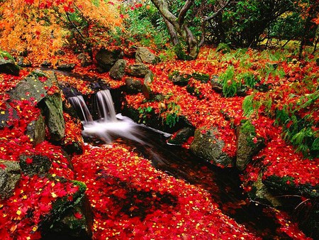 Red Leaves - red leaves, waterfall, cool, beauty of nature