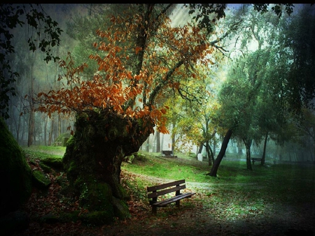 Parque - bench, trees, park