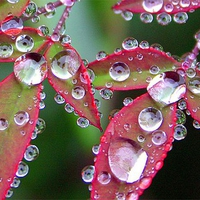 Diamonds  on  Leaves