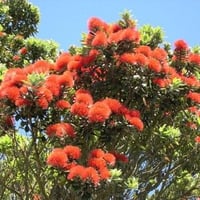 Iconic tree of New Zealand