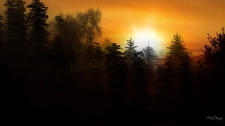 Sunsets Beyond - widescreen, trees, sunset, sunrise, forest, sky