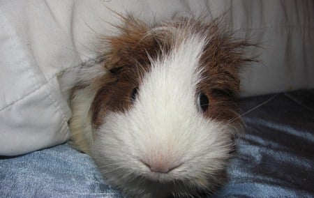 Who woke me up? - cute, guineapigs, rodents