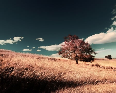 Summer Wheat - summer, blue, amazing, landscape, gourgeous, grass, pink, wheat, fabulous, seasons, nice, sky, clouds, abstract, trees, beautiful, 3d and cg, beauty, colors, cool, mind teasers, fantasy, grasslands, customized, awesome