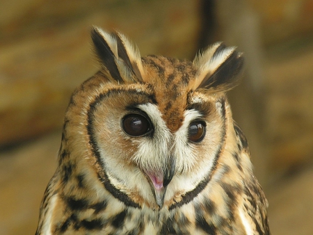 CUTE OWL - owl, cute