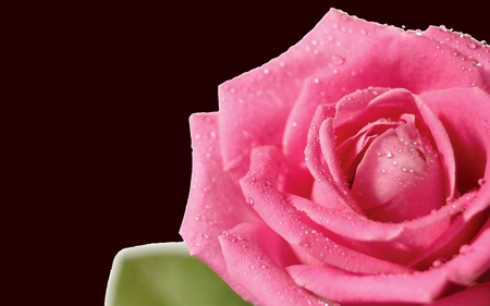 PINK ROSE