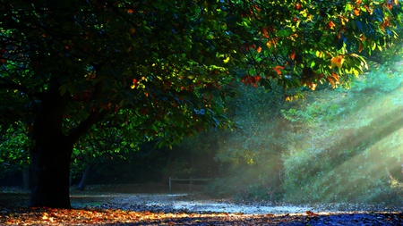 Lover Park - path, trees, ray, romantic, light