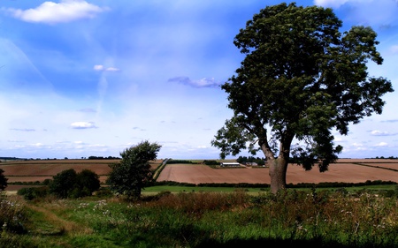 The Magnificent Fields - sky, light, field, trees, blue, grass