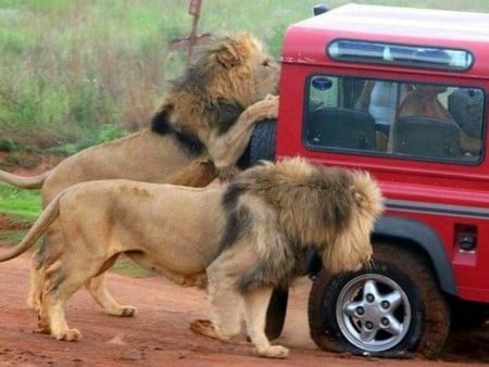 Bad Luck - on jeep, lions, picture, bad luck