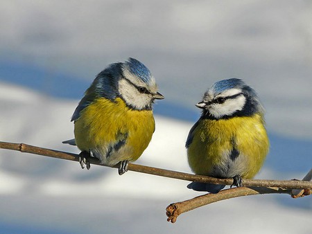 Little Birds - picture, beautiful, little birds