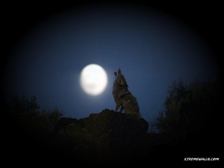 Moon Song - moon, trees, communicating, wild dogs, wolf, rock, bushes, night, howling, dark, wolves, nature, landscapes, lobo, full, animals