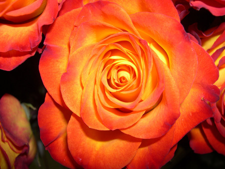 for you - beautiful, orange, rose, spring, flower