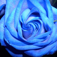 blue rose