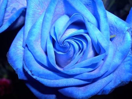 blue rose - flower, rose, beautiful, spring, blue