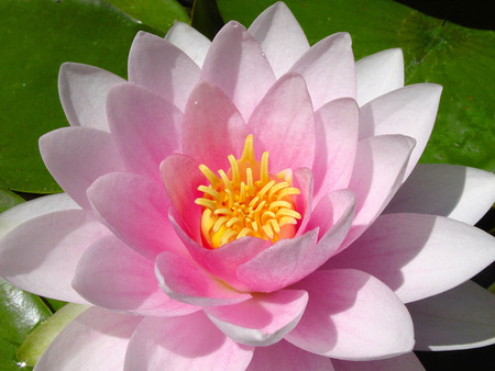  waterlily - flower, pink, waterlily, beautiful