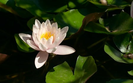 beautiful waterlily - white, waterlily, beautiful, leaves, flower