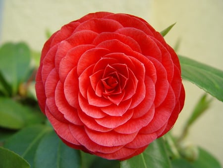 Modern Roses    Hybrid  Rugosa. jpg - rose, red, hybrid, modern