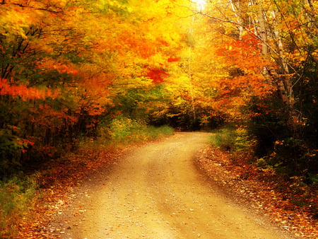 Autumn - road, forests, nature, autumn