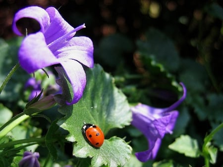 LADY BUG - attractive, spots, ladybird, flowers, violet, beetle, colors