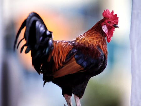 Rooster. jpg - fancy, comb, rooster, farm