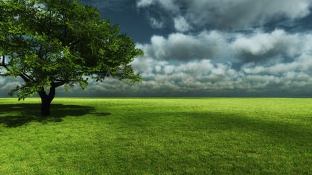 Single tree - calm, nature, peaceful, beautiful, field, blue sky, tree, single