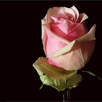 BEAUTIFUL ROSE