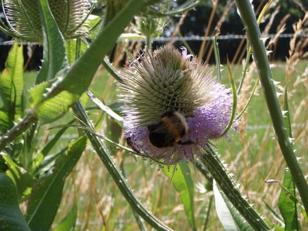 Humble Bumble Bee - bee, shantyman, thistle, sunshine, insect, solent