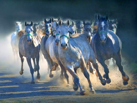 Running Horses - horses, picture, running, cool