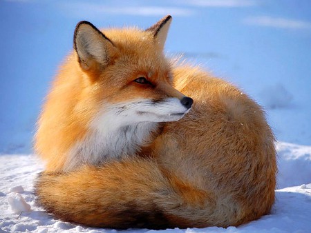 Brown Fox - picture, cool, fox, brown