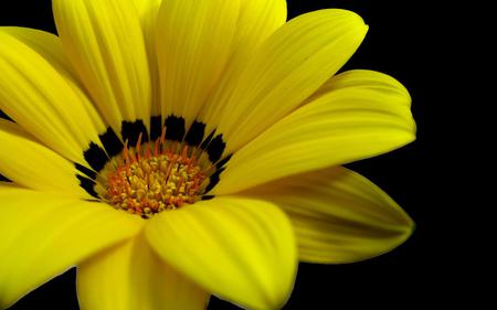 Yellow Flower - nature, yellow, flower