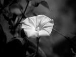 B&W Flower