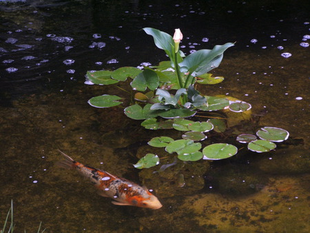 stagno - water, acqua, natura