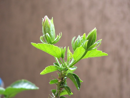 boccioli - nature, flowers