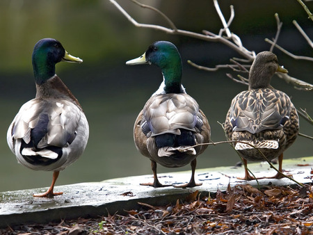 Two Ducks, Two Legs, One Duck, One Leg - water, ducks, cute, animals