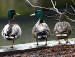 Two Ducks, Two Legs, One Duck, One Leg