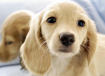 HI THERE! - cute, puppy, close up