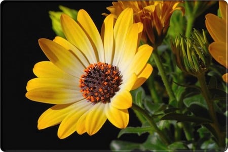 BLOOMING SPRING COLOR - yelow, flower, closeup