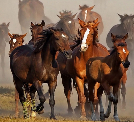 WE ARE FAMILY - horses, old, young, running