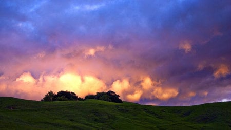 Sky Blue Pink - bright, trees, pink, clouds, blue, field, sunset, grass