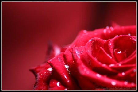 Rose - rose, flower, nature, red