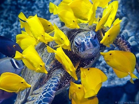 Turtle w Fans - sea-turtle, his-fans, picture, beautiful, yellow fish