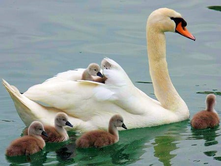 Can Not Swim - family, picture, beautiful