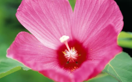 Pink  Petals Hibiscus free background . jpg - hawii, hibuscus, flower, pink