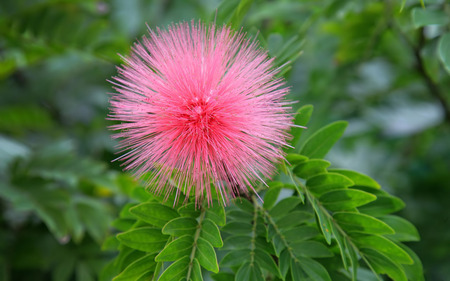 Calliandra  28Flowering  plant29   flowers wallpaper. jpg - pretty, spike, flower, pink