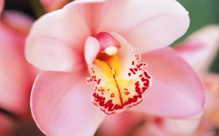 Orchid  flowers  free wallpaper. jpg - bloom, orchid, pink, plant