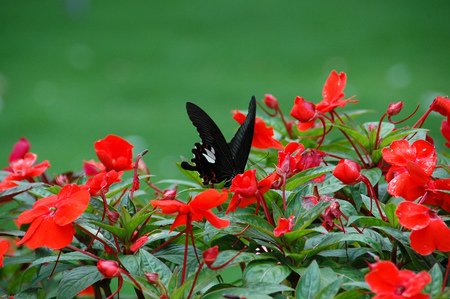 Red Hot - black, nature, fire, hot, red, butterfly, flower