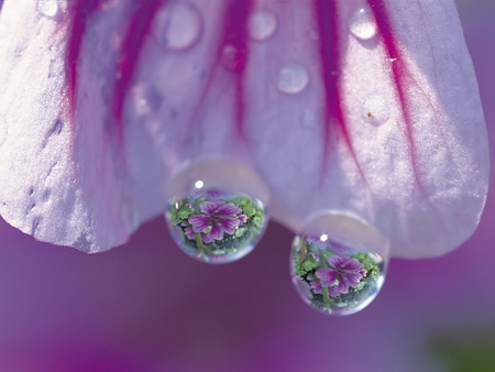 Water drops flower background wallpaper. jpg - dewdrops, flower, purplestripe