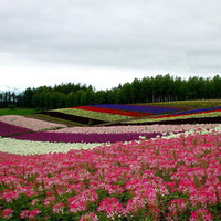 Purple Garden