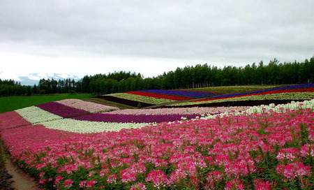 Purple Garden - white, nature, purple, pink, flowers, garden