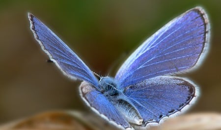 Moth or Butterfly - butterfly, moth, animals, blue